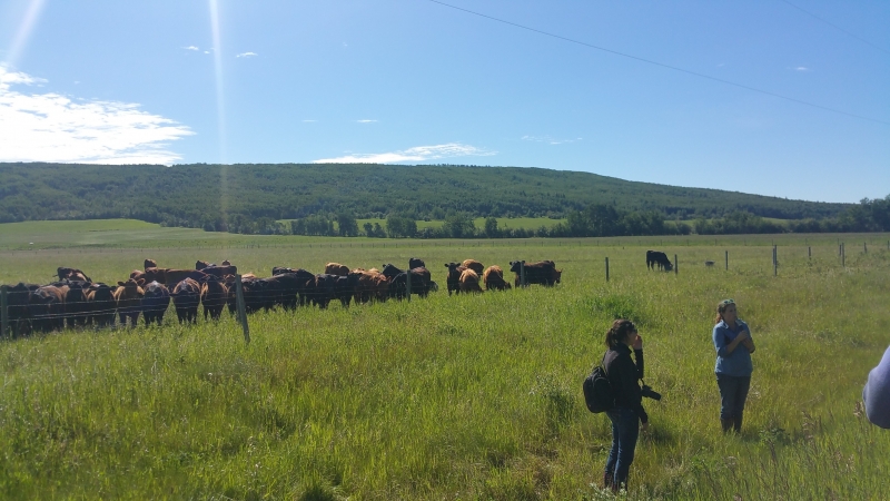 South Peace Grain Forage Crop Tour 2016