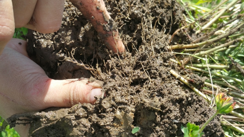 South Peace Grain Forage Crop Tour 2016 Birdsfoot Trefoil nodules